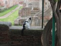 Cat at Ostia Antica